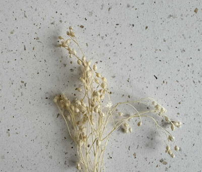 Żarnowiec-naturalny